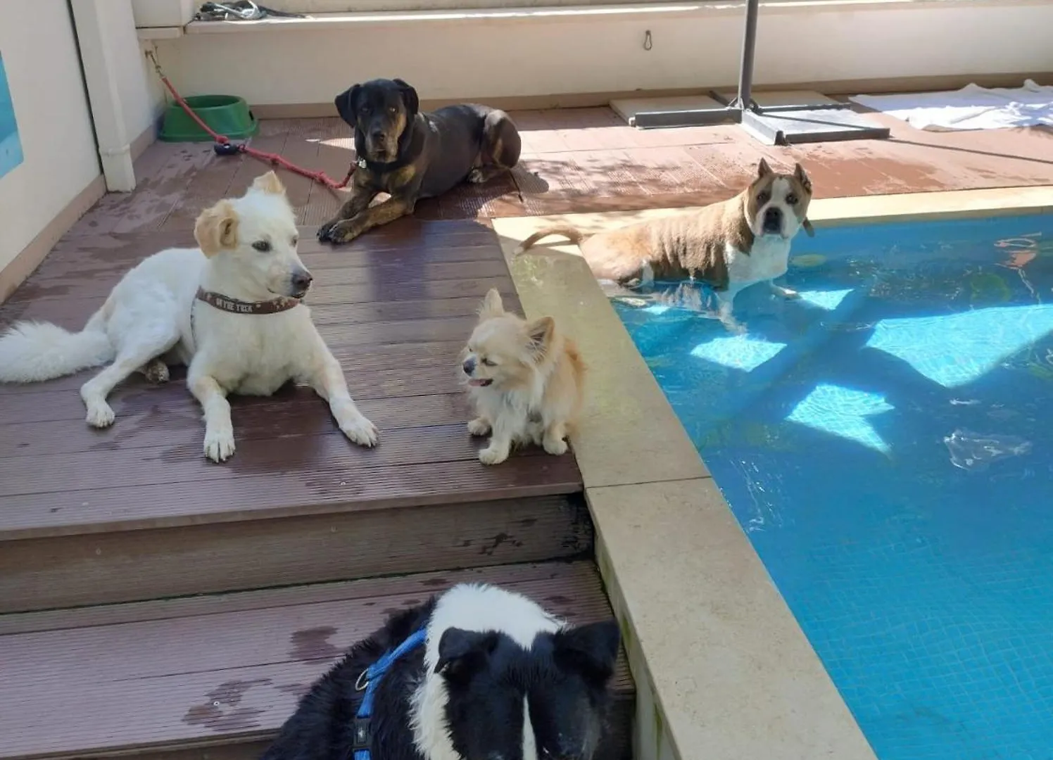 Kristalex Pet Family Hotel Cesenatico
